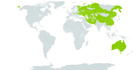 Puccinellia gigantea world distribution map, present in Afghanistan, Australia, China, Cyprus, Czech Republic, Iran (Islamic Republic of), Kazakhstan, Kyrgyzstan, Montenegro, Pakistan, Russian Federation, Turks and Caicos Islands, Turkmenistan, Ukraine, and Uzbekistan