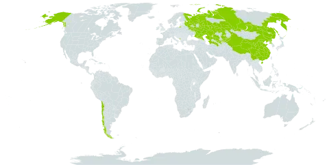 Puccinellia hauptiana world distribution map, present in Chile, China, Kazakhstan, Kyrgyzstan, Montenegro, Korea (Democratic People's Republic of), Russian Federation, Turkmenistan, United States of America, and Uzbekistan