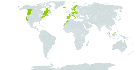 Puccinellia maritima world distribution map, present in Canada, Germany, Denmark, Spain, France, Ireland, Iceland, Italy, Morocco, Malaysia, Netherlands, Norway, Poland, Portugal, Sweden, and United States of America