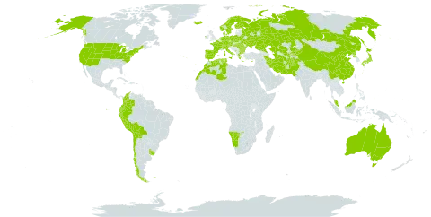 Puccinellia world distribution map, present in Afghanistan, Australia, Austria, Bulgaria, Belarus, Bolivia (Plurinational State of), Switzerland, Chile, China, Colombia, Cyprus, Czech Republic, Germany, Denmark, Algeria, Ecuador, Spain, Finland, Falkland Islands (Malvinas), France, Micronesia (Federated States of), Greece, Hungary, Ireland, Iran (Islamic Republic of), Iceland, Italy, Japan, Kazakhstan, Kyrgyzstan, Morocco, Montenegro, Malaysia, Namibia, Netherlands, Norway, Nepal, Pakistan, Peru, Palau, Poland, Korea (Democratic People's Republic of), Portugal, Romania, Russian Federation, Svalbard and Jan Mayen, Sweden, Turks and Caicos Islands, Turkmenistan, Tunisia, Ukraine, Uruguay, United States of America, and Uzbekistan