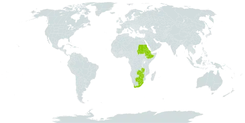 Pulicaria scabra world distribution map, present in Botswana, Eritrea, Ethiopia, Lesotho, Sudan, eSwatini, South Africa, Zambia, and Zimbabwe