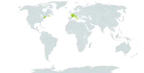 Pulmonaria saccharata world distribution map, present in Belgium, Canada, France, Italy, and United States of America