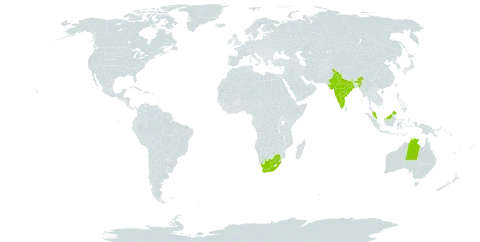 Pupalia world distribution map, present in Australia, India, Malaysia, and South Africa