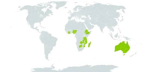 Pupalia micrantha world distribution map, present in Australia, Botswana, Côte d'Ivoire, Ethiopia, Madagascar, Mozambique, Malawi, Nigeria, Tanzania, United Republic of, and Zambia