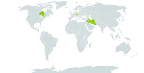 Puschkinia scilloides world distribution map, present in Austria, Canada, Czech Republic, Iran (Islamic Republic of), Iraq, and Turks and Caicos Islands