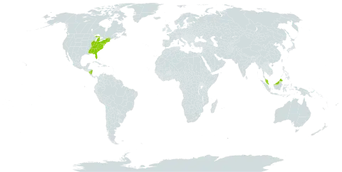 Pycnanthemum incanum world distribution map, present in Åland Islands, Malaysia, Nicaragua, and United States of America