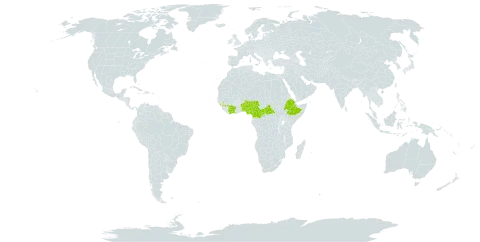 Pycnocycla ledermannii world distribution map, present in Benin, Burkina Faso, Central African Republic, Côte d'Ivoire, Cameroon, Ethiopia, Guinea, and Nigeria