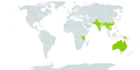 Pycnospora lutescens world distribution map, present in Angola, Australia, Bangladesh, Bhutan, China, Indonesia, India, Kenya, Cambodia, Lao People's Democratic Republic, Sri Lanka, Myanmar, Nepal, Pakistan, Philippines, Papua New Guinea, Rwanda, Thailand, Taiwan, Province of China, Tanzania, United Republic of, Uganda, and Viet Nam