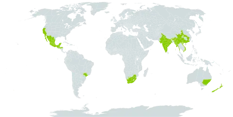 Pyracantha crenulata world distribution map, present in Australia, Brazil, Bhutan, China, Guatemala, Honduras, India, Mexico, Myanmar, Nepal, New Zealand, United States of America, Viet Nam, and South Africa