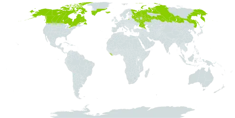 Pyrola grandiflora world distribution map, present in Canada, Greenland, Iceland, Liberia, Russian Federation, and United States of America