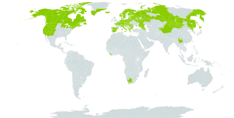 Pyrola minor world distribution map, present in Albania, Armenia, Austria, Azerbaijan, Belgium, Bulgaria, Bosnia and Herzegovina, Belarus, Canada, Switzerland, China, Czech Republic, Germany, Denmark, Spain, Estonia, Finland, France, United Kingdom of Great Britain and Northern Ireland, Georgia, Greece, Greenland, Croatia, Hungary, Iceland, Italy, Japan, Kyrgyzstan, Liberia, Liechtenstein, Lithuania, Luxembourg, Latvia, North Macedonia, Montenegro, Mongolia, Netherlands, Norway, Poland, Korea (Democratic People's Republic of), Romania, Russian Federation, Saint Pierre and Miquelon, Serbia, Slovakia, Slovenia, Sweden, Ukraine, United States of America, and South Africa