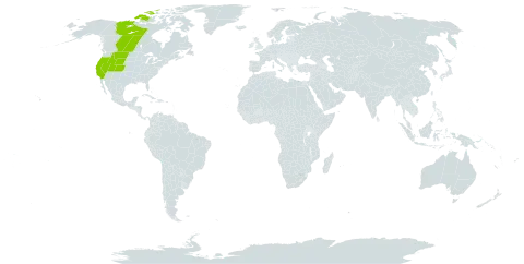 Pyrrocoma uniflora world distribution map, present in Canada and United States of America