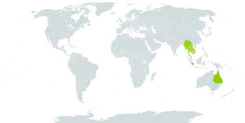 Pyrrosia longifolia world distribution map, present in Australia, China, Indonesia, Cambodia, Lao People's Democratic Republic, Myanmar, Philippines, Papua New Guinea, Singapore, Solomon Islands, Thailand, and Viet Nam