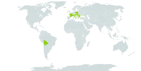 Pyrus nivalis world distribution map, present in Austria, Belgium, Bulgaria, Bolivia (Plurinational State of), Switzerland, France, Croatia, Hungary, Italy, Poland, Romania, Serbia, Slovakia, Slovenia, Turkey, and Ukraine