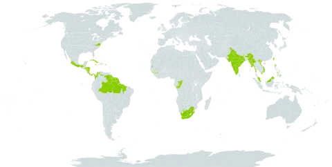 Quassia amara world distribution map, present in Belize, Brazil, Brunei Darussalam, Congo, Colombia, Costa Rica, Cuba, Micronesia (Federated States of), Guinea, Guadeloupe, French Guiana, Guyana, Honduras, India, Jamaica, Mexico, Myanmar, Martinique, Malaysia, Nicaragua, Panama, Philippines, Palau, Puerto Rico, Suriname, Seychelles, Trinidad and Tobago, Taiwan, Province of China, United States of America, Venezuela (Bolivarian Republic of), Viet Nam, and South Africa