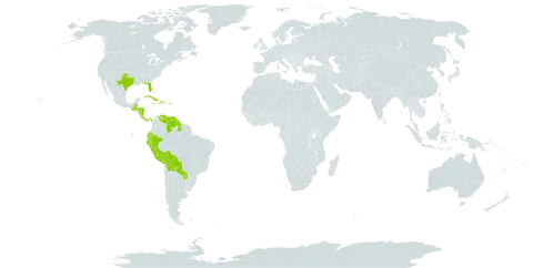 Randia world distribution map, present in Bahamas, Belize, Bermuda, Bolivia (Plurinational State of), Costa Rica, Cuba, Cayman Islands, Dominica, Ecuador, Guatemala, Guyana, Honduras, Haiti, Jamaica, Nicaragua, Panama, Peru, Puerto Rico, Paraguay, United States of America, and Venezuela (Bolivarian Republic of)