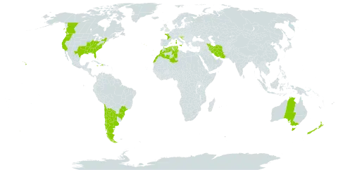 Ranunculus parviflorus world distribution map, present in Argentina, Australia, Bosnia and Herzegovina, Bermuda, Brazil, Canada, Chile, Algeria, Spain, France, United Kingdom of Great Britain and Northern Ireland, Croatia, Haiti, Iran (Islamic Republic of), Italy, Jamaica, Morocco, New Zealand, Portugal, Serbia, Slovenia, Tunisia, and United States of America