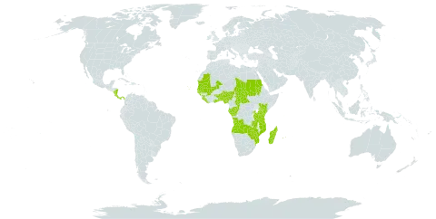 Raphia world distribution map, present in Angola, Benin, Burkina Faso, Central African Republic, Congo, Cabo Verde, Costa Rica, Gabon, Ghana, Guinea, Gambia, Guinea-Bissau, Kenya, Liberia, Madagascar, Mali, Mozambique, Mauritania, Mauritius, Nigeria, Nicaragua, Panama, Réunion, Rwanda, Sudan, Senegal, Sierra Leone, Seychelles, Chad, Togo, Tanzania, United Republic of, Uganda, Zambia, and Zimbabwe