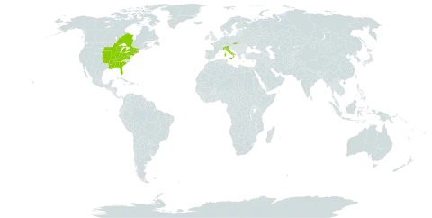 Ratibida pinnata world distribution map, present in Canada, Italy, Slovakia, and United States of America