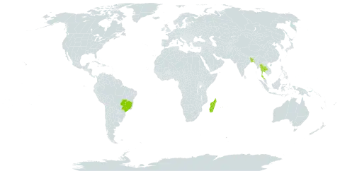 Ravenala madagascariensis world distribution map, present in Bangladesh, Brazil, Madagascar, Mauritius, Thailand, and United States of America