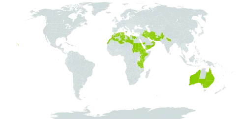 Reichardia tingitana world distribution map, present in Afghanistan, Anguilla, United Arab Emirates, Australia, Bahrain, Cyprus, Djibouti, Algeria, Egypt, Eritrea, Spain, Ethiopia, Greece, India, Iran (Islamic Republic of), Iraq, Israel, Italy, Kenya, Kuwait, Lebanon, Libya, Morocco, Oman, Pakistan, Qatar, Saudi Arabia, Sudan, Tunisia, Tanzania, United Republic of, United States of America, and Yemen