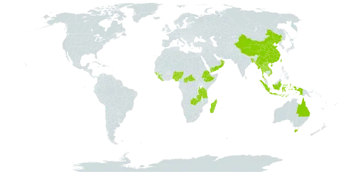 Remusatia vivipara world distribution map, present in Australia, Bangladesh, Central African Republic, China, Ethiopia, Guinea, Guinea-Bissau, Indonesia, Lao People's Democratic Republic, Liberia, Madagascar, Myanmar, Nigeria, Nepal, Oman, Sierra Leone, Thailand, Taiwan, Province of China, Tanzania, United Republic of, Viet Nam, Yemen, and Zambia