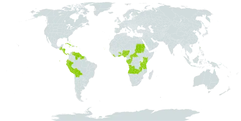 Renealmia world distribution map, present in Angola, Bahamas, Belize, Bolivia (Plurinational State of), Central African Republic, Congo, Cabo Verde, Costa Rica, Cuba, Dominica, Ecuador, Gabon, Ghana, Guatemala, Guyana, Honduras, Haiti, Jamaica, Kenya, Liberia, Nigeria, Nicaragua, Panama, Peru, Puerto Rico, Rwanda, Sudan, Suriname, Togo, Tanzania, United Republic of, Uganda, Venezuela (Bolivarian Republic of), and Zambia