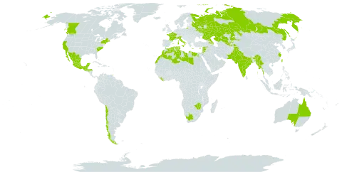 Reseda odorata world distribution map, present in Armenia, Australia, Azerbaijan, Canada, Chile, China, Cyprus, Algeria, Egypt, Spain, France, Greece, Guatemala, Honduras, India, Israel, Italy, Jordan, Kazakhstan, Lebanon, Liberia, Libya, Morocco, Mexico, Myanmar, Pakistan, Russian Federation, Syrian Arab Republic, Tajikistan, Trinidad and Tobago, Tunisia, Taiwan, Province of China, United States of America, Uzbekistan, South Africa, and Zimbabwe