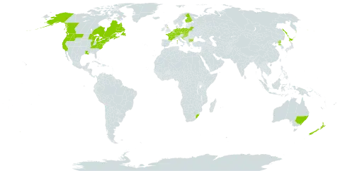 Reynoutria sachalinensis world distribution map, present in Australia, Belgium, Bulgaria, Belarus, Canada, Switzerland, Czech Republic, Germany, Finland, France, United Kingdom of Great Britain and Northern Ireland, Croatia, Hungary, Japan, Liechtenstein, Luxembourg, Netherlands, New Zealand, Poland, Korea (Democratic People's Republic of), Russian Federation, Slovakia, Slovenia, United States of America, and South Africa