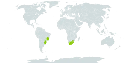 Rhacocarpus purpurascens world distribution map, present in Brazil and South Africa