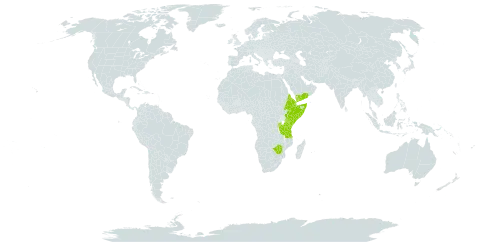 Rhamnus staddo world distribution map, present in Burundi, Djibouti, Eritrea, Ethiopia, Kenya, Rwanda, Saudi Arabia, Somalia, Tanzania, United Republic of, Uganda, Yemen, and Zimbabwe