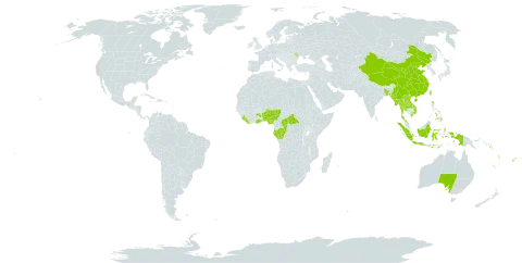 Rhaphidophora world distribution map, present in Andorra, Australia, Benin, Bangladesh, Central African Republic, China, Congo, Fiji, Gabon, Ghana, Indonesia, Lao People's Democratic Republic, Liberia, Moldova (Republic of), Maldives, Myanmar, Nigeria, Nepal, Philippines, Solomon Islands, Sierra Leone, Thailand, Taiwan, Province of China, Uganda, Viet Nam, Vanuatu, and Samoa