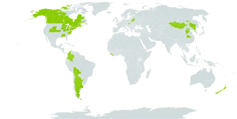 Rheum rhabarbarum world distribution map, present in Argentina, Belarus, Bolivia (Plurinational State of), Canada, China, Colombia, Guam, Liberia, Mongolia, New Zealand, Korea (Democratic People's Republic of), Slovakia, and United States of America