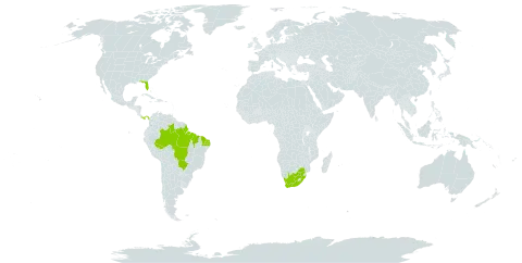 Rhipsalis baccifera world distribution map, present in Brazil, Panama, United States of America, and South Africa