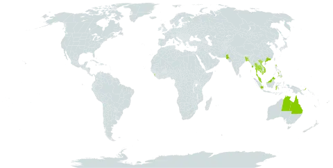 Rhizophora apiculata world distribution map, present in Australia, Bangladesh, Brunei Darussalam, China, Micronesia (Federated States of), Guam, Indonesia, India, Cambodia, Sri Lanka, Myanmar, Malaysia, Nauru, Pakistan, Philippines, Palau, Papua New Guinea, Singapore, Thailand, United States of America, and Viet Nam