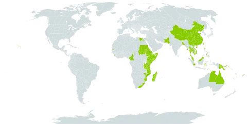 Rhizophora mucronata world distribution map, present in Australia, Bangladesh, Brunei Darussalam, China, Cameroon, Djibouti, Egypt, Eritrea, Ethiopia, Fiji, Micronesia (Federated States of), Equatorial Guinea, Guam, Indonesia, India, Kenya, Cambodia, Kiribati, Sri Lanka, Madagascar, Maldives, Marshall Islands, Myanmar, Mozambique, Mauritius, Malaysia, Mayotte, Pakistan, Philippines, Palau, Papua New Guinea, Saudi Arabia, Sudan, Singapore, Somalia, Seychelles, Thailand, Tonga, Taiwan, Province of China, Tanzania, United Republic of, United States of America, Viet Nam, Vanuatu, and South Africa