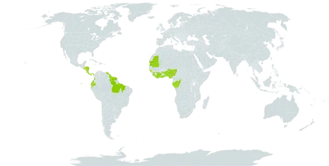 Rhizophora racemosa world distribution map, present in Angola, Benin, Brazil, Côte d'Ivoire, Congo, Colombia, Costa Rica, Ecuador, Gabon, Ghana, Guinea, Gambia, Guinea-Bissau, French Guiana, Guyana, Honduras, Liberia, Mauritania, Nigeria, Nicaragua, Panama, Sierra Leone, El Salvador, Sao Tome and Principe, Suriname, Togo, Trinidad and Tobago, and Venezuela (Bolivarian Republic of)