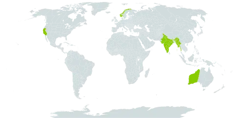 Rhodanthe chlorocephala subsp. rosea world distribution map, present in Australia, India, Myanmar, Norway, and United States of America