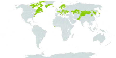 Rhodiola rosea world distribution map, present in Albania, Andorra, Austria, Bulgaria, Bosnia and Herzegovina, Canada, Switzerland, China, Czech Republic, Finland, France, United Kingdom of Great Britain and Northern Ireland, Greenland, Croatia, India, Iceland, Italy, Japan, Kazakhstan, Liberia, Liechtenstein, North Macedonia, Mongolia, Norway, Nepal, Pakistan, Poland, Korea (Democratic People's Republic of), Romania, Russian Federation, Saint Pierre and Miquelon, Slovakia, Slovenia, Sweden, Ukraine, and United States of America