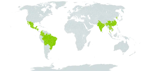 Rhododendron simsii world distribution map, present in Bolivia (Plurinational State of), Brazil, China, Colombia, Guatemala, Honduras, India, Lao People's Democratic Republic, Mexico, Myanmar, Nicaragua, Korea (Democratic People's Republic of), Thailand, Taiwan, Province of China, and Viet Nam