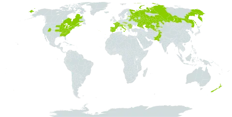 Rhus typhina world distribution map, present in Bulgaria, Bosnia and Herzegovina, Belarus, Canada, Switzerland, Czech Republic, Spain, Estonia, France, Croatia, Italy, Kazakhstan, Liechtenstein, New Zealand, Pakistan, Portugal, Romania, Russian Federation, Slovakia, Slovenia, Tajikistan, United States of America, and Uzbekistan