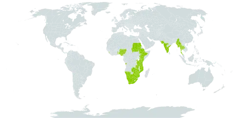 Rhynchosia densiflora world distribution map, present in Angola, Botswana, Ethiopia, India, Kenya, Sri Lanka, Myanmar, Mozambique, Malawi, Namibia, Nigeria, Rwanda, Sudan, Togo, Thailand, Tanzania, United Republic of, Uganda, South Africa, Zambia, and Zimbabwe