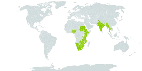 Rhynchosia densiflora subsp. chrysadenia world distribution map, present in Angola, Botswana, Ethiopia, India, Kenya, Sri Lanka, Myanmar, Mozambique, Malawi, Namibia, Nigeria, Rwanda, Sudan, Togo, Thailand, Tanzania, United Republic of, Uganda, South Africa, Zambia, and Zimbabwe