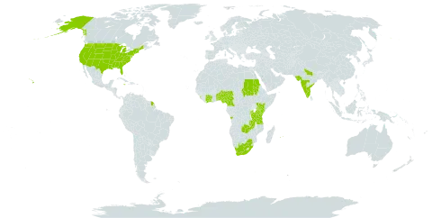 Rhynchosia hirta world distribution map, present in Angola, Burundi, Benin, Côte d'Ivoire, Cameroon, French Guiana, India, Jamaica, Kenya, Sri Lanka, Mauritius, Nigeria, Réunion, Rwanda, Sudan, Togo, Tanzania, United Republic of, Uganda, United States of America, South Africa, and Zambia