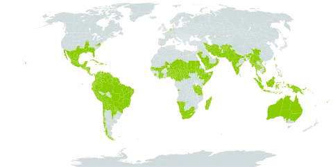 Rhynchosia minima world distribution map, present in Afghanistan, Angola, Anguilla, Argentina, American Samoa, Antigua and Barbuda, Australia, Burundi, Benin, Bahamas, Belize, Bolivia (Plurinational State of), Brazil, Barbados, Bhutan, Central African Republic, Chile, China, Côte d'Ivoire, Cameroon, Colombia, Cabo Verde, Costa Rica, Cuba, Cayman Islands, Dominica, Dominican Republic, Ecuador, Ethiopia, Fiji, Guernsey, Ghana, Guadeloupe, Grenada, Guatemala, French Guiana, Guyana, Honduras, Haiti, Indonesia, India, Iran (Islamic Republic of), Israel, Jamaica, Kenya, Saint Kitts and Nevis, Saint Lucia, Sri Lanka, Madagascar, Mexico, Mali, Myanmar, Montserrat, Martinique, Mauritius, Malaysia, Namibia, Niger, Nigeria, Nicaragua, Niue, Netherlands, Nepal, Oman, Pakistan, Panama, Peru, Philippines, Papua New Guinea, Puerto Rico, Paraguay, Qatar, Rwanda, Saudi Arabia, Sudan, Senegal, Singapore, Sierra Leone, El Salvador, Somalia, Suriname, Chad, Togo, Thailand, Timor-Leste, Trinidad and Tobago, Taiwan, Province of China, Tanzania, United Republic of, Uganda, United States of America, Venezuela (Bolivarian Republic of), Viet Nam, Yemen, and South Africa