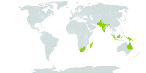 Rhynchosia minima var. minima world distribution map, present in Australia, Bhutan, Indonesia, India, Kenya, Sri Lanka, Madagascar, Nepal, Pakistan, Philippines, Papua New Guinea, Timor-Leste, and South Africa