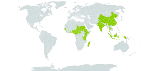 Rhynchosia orthobotrya world distribution map, present in Angola, Central African Republic, China, Cameroon, Ethiopia, Ghana, Guinea-Bissau, Indonesia, India, Kenya, Sri Lanka, Madagascar, Mauritius, Nigeria, Nepal, Réunion, Rwanda, Sudan, Senegal, Sierra Leone, Chad, Togo, Thailand, Tanzania, United Republic of, and Uganda