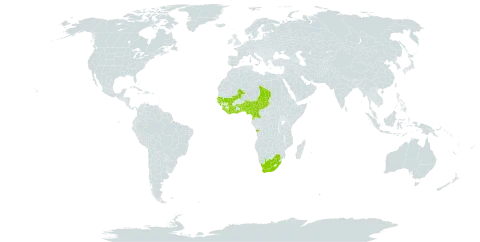 Rhynchosia pycnostachya world distribution map, present in Angola, Benin, Côte d'Ivoire, Cameroon, Ghana, Guinea, Gambia, Guinea-Bissau, Equatorial Guinea, Liberia, Mali, Nigeria, Senegal, Sierra Leone, Chad, Togo, and South Africa