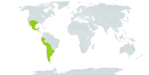 Rhynchosia senna world distribution map, present in Argentina, American Samoa, Bolivia (Plurinational State of), Brazil, Ecuador, Mexico, Peru, Paraguay, Uruguay, and United States of America