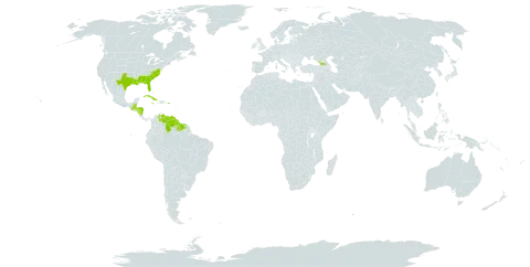 Rhynchospora fascicularis world distribution map, present in Åland Islands, Belize, Bermuda, Cuba, Dominica, Georgia, Guatemala, Guyana, Honduras, Jamaica, Nicaragua, Puerto Rico, Suriname, United States of America, and Venezuela (Bolivarian Republic of)